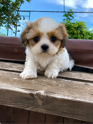 shih tzu mini toy