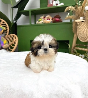 pui shih tzu mini toy