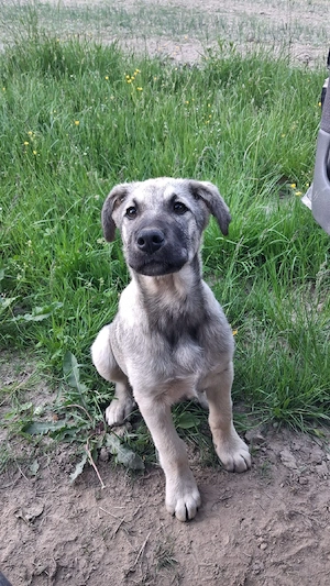 vând cățelușă kangal
