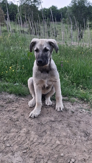 vând cățelușă kangal - imagine 2