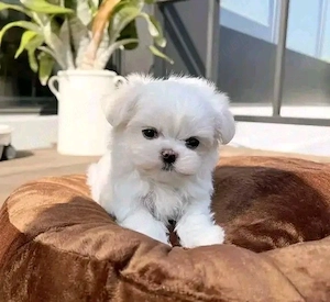bichon maltez mini toy
