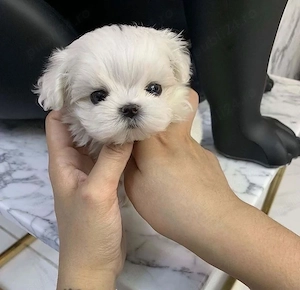 bichon maltez mini toy - imagine 2