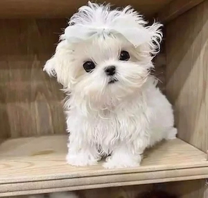 bichon maltez mini toy