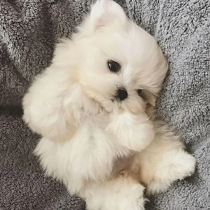 bichon maltez mini toy - imagine 3