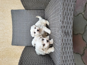 Bichon Bologneze rasa pura - imagine 5