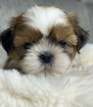 Shih-tzu talie mica - imagine 2