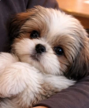 Shih-tzu talie mica