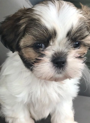 Shih-tzu talie mica - imagine 3