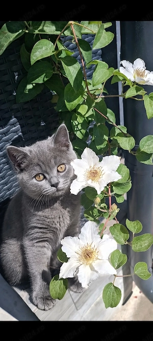 British Shorthair blue!!!