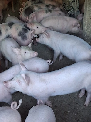 Purcei De Vânzare 15-35 kg