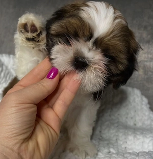 Shih-tzu talie mica - imagine 2