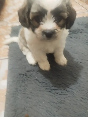 ShihTzu fetițe superbe!