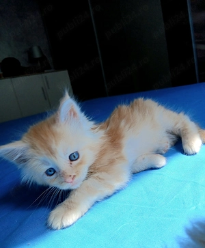 Baietel Maine Coon! - imagine 2