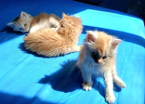 Baietel Maine Coon! - imagine 3