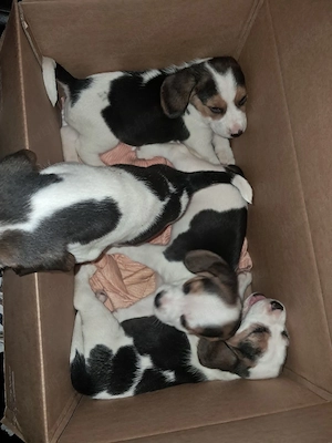 Beagle de vânzare
