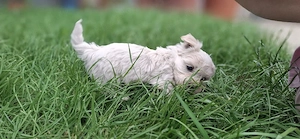 Puiuți Bichon 