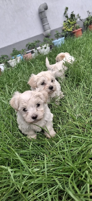 Puiuți Bichon  - imagine 5