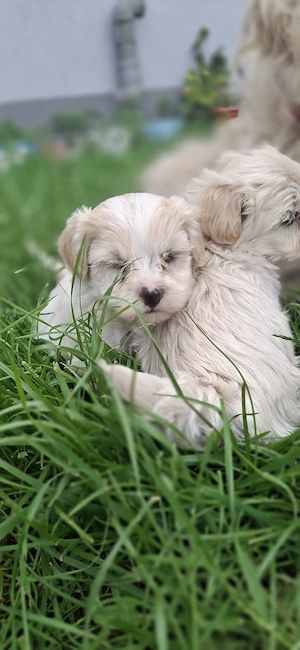Puiuți Bichon  - imagine 4