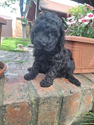Pudel caniche
