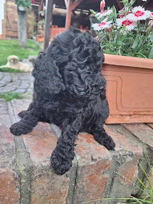Pudel caniche - imagine 2