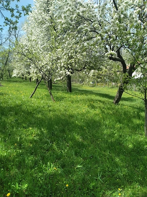 Teren vanzare Prahova - Pietriceaua - imagine 4