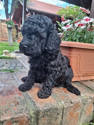 Pudel caniche - imagine 3