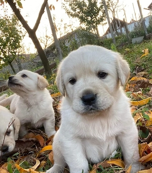 Labrador Retriever 