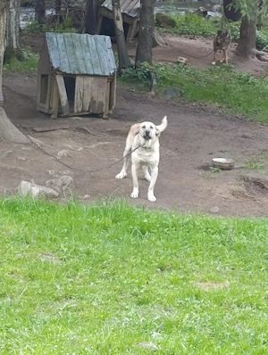 Câine kangal corcit cu Ciobanesc caucazian foarte agresiv la om - imagine 3