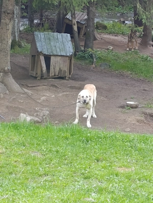 Câine kangal corcit cu Ciobanesc caucazian foarte agresiv la om - imagine 4