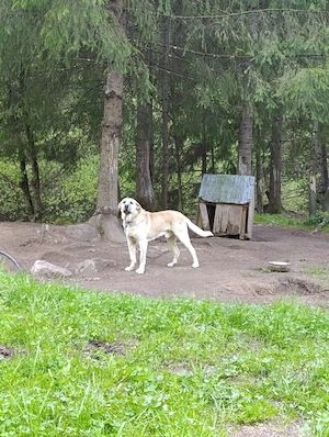 Câine kangal corcit cu Ciobanesc caucazian foarte agresiv la om