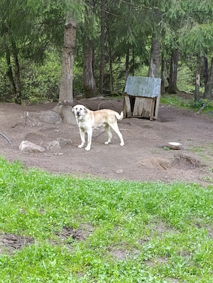 Câine kangal corcit cu Ciobanesc caucazian foarte agresiv la om - imagine 2