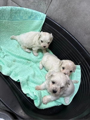 Bichon Maltez