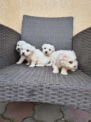 bichon bolognese - imagine 5