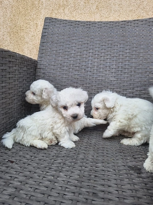 bichon bolognese - imagine 2