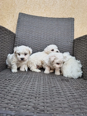 bichon bolognese