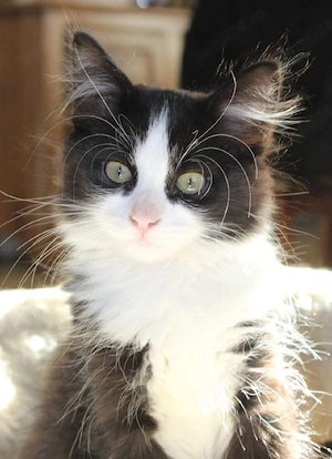 Maine Coon 