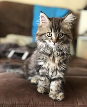 Maine Coon 