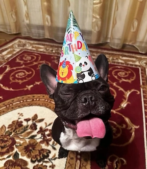 Bulldog Francez 