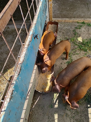 Purcei Duroc de vânzare. - imagine 2