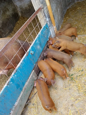 Purcei Duroc de vânzare. - imagine 4
