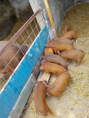 Purcei Duroc de vânzare. - imagine 3