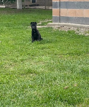 un exemplar deosebit ,o singura fetita  malinois 2 luni