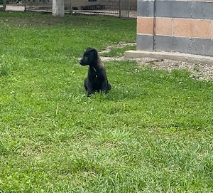 un exemplar deosebit ,o singura fetita  malinois 2 luni - imagine 2