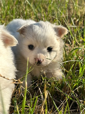 Catelusi Pomeranian 