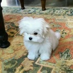 Bichon Maltez Mini Toy  - imagine 2