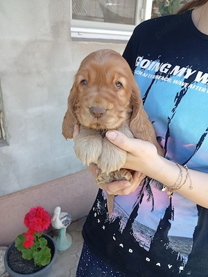 Pui de cocker spaniel - imagine 3
