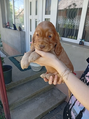 Pui de cocker spaniel - imagine 2