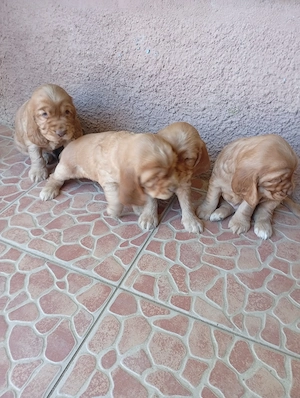 Pui de cocker spaniel - imagine 5
