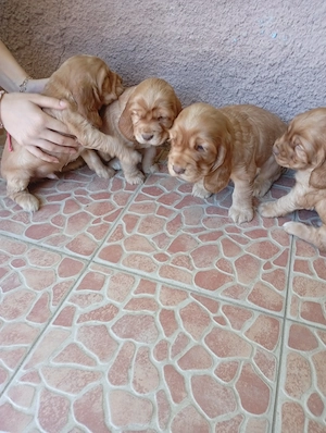 Pui de cocker spaniel - imagine 4
