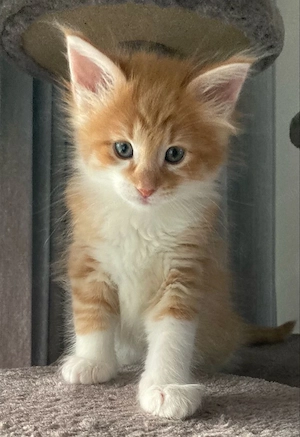 Maine Coon 
